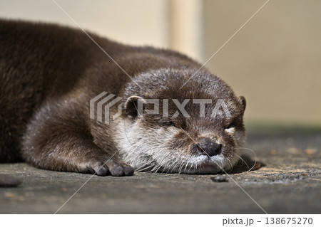 かわいいカワウソ　コツメカワウソ 138675270