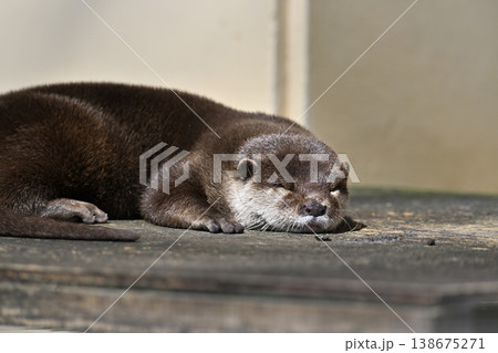 かわいいカワウソ コツメカワウソ かわいいカワウソ コツメカワウソ 138675271