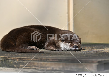 かわいいカワウソ　コツメカワウソ 138675272