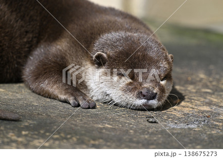 かわいいカワウソ コツメカワウソ かわいいカワウソ コツメカワウソ 138675273