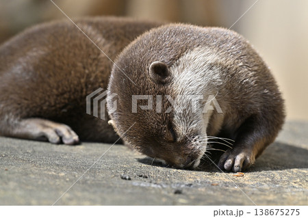 かわいいカワウソ　コツメカワウソ 138675275
