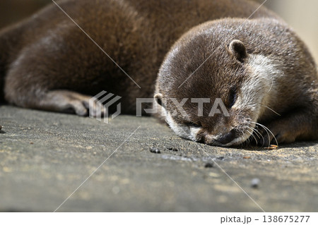 かわいいカワウソ　コツメカワウソ 138675277