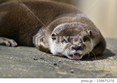 かわいいカワウソ　コツメカワウソ 138675278