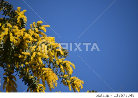 ミモザは幸せの花といわれて見事な黄色をしている 138675349