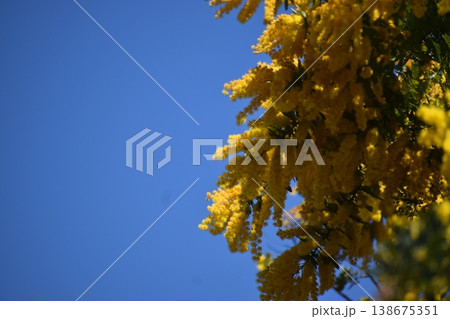 ミモザは幸せの花といわれて見事な黄色をしている ミモザは幸せの花といわれて見事な黄色をしている 138675351