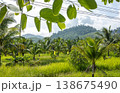 Tropical Landscape with Palm Trees and Green Hills Under Blue Sky 138675490