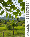 View Through Green Leaves onto Palm Grove and Hills - Tropical Landscape with Natural Framing 138675494