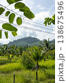 Tropical Landscape with Palm Trees and Green Hills Under Blue Sky 138675496