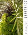 Low-Angle Macro of Palm Trunk Covered in Ferns - Tropical Greenery and Sunlight Highlights 138675497