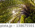 Low Angle View of Palm Tree Crown with Sun Flare and Ferns 138675501