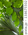 Green Heart-Shaped Leaves and Palm Frond in Sunlight 138675502