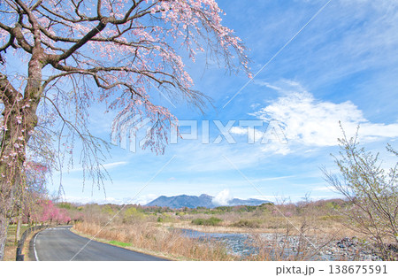栃木県那須塩原市　春の季節を迎える那須塩原の満開の桜と那須岳の風景 138675591