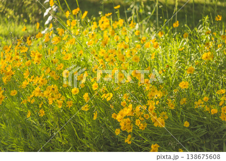 Yellow daisy flowers blooming on a wild meadow by sunny summer day; Yellow daisy flowers blooming on a wild meadow by sunny summer day; 138675608