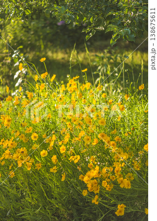 Beautiful meadow with yellow flowers by summer sunny day Beautiful meadow with yellow flowers by summer sunny day 138675611