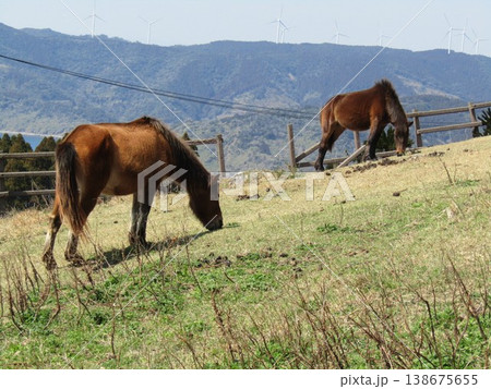 宮崎県串間市都井岬、野生馬の住む草原の美しい風景 138675655