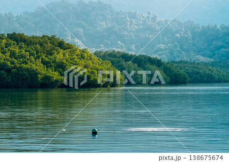 Lush green mangrove forest along the coastline with misty mountains Lush green mangrove forest along the coastline with misty mountains 138675674