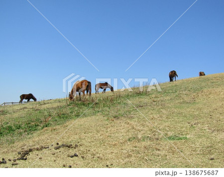 宮崎県串間市都井岬、野生馬の住む草原の美しい風景 138675687