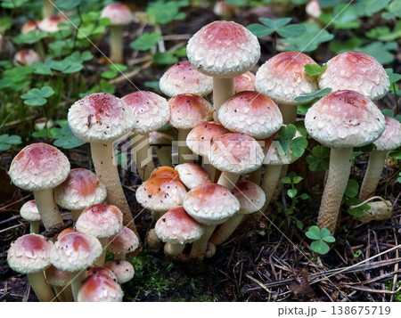 Brightly colored mushrooms grow in a forest area with green plants around them in early autumn Brightly colored mushrooms grow in a forest area with green plants around them in early autumn 138675719