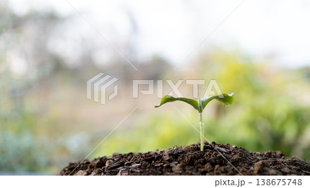 Small growing sprout closeup, home gardening 138675748