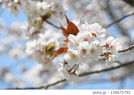 桜の花 桜の花 138675792