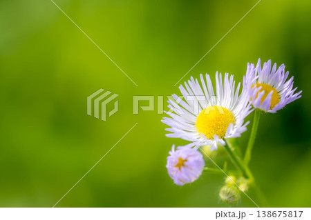 初夏の風に揺れる小さな花たち 138675817