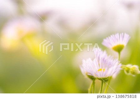 初夏の風に揺れる小さな花たち 初夏の風に揺れる小さな花たち 138675818