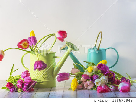 Spring gardening concept: beautiful watering cans and bunch of multi colored tulips on wooden table and white background 138675948