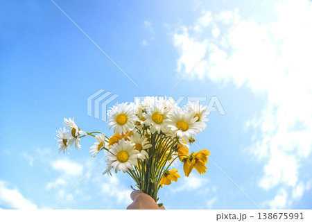 Bouquet of white and yellow daisies (marguerite) flowers in human hand against the blue sky on sunny day Bouquet of white and yellow daisies (marguerite) flowers in human hand against the blue sky on sunny day 138675991