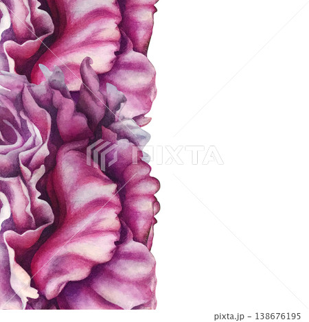 Elegant vertical watercolor peony border with soft blush and deep pink tones. Hand-painted botanical edge composition with flowing petals, perfect for invitations, branding, packaging, floral layouts 138676195