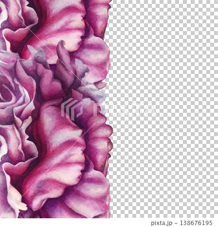 Elegant vertical watercolor peony border with soft blush and deep pink tones. Hand-painted botanical edge composition with flowing petals, perfect for invitations, branding, packaging, floral layouts 138676195