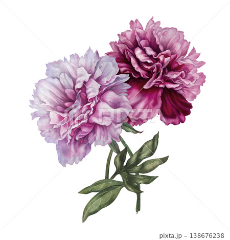 Pink peonies, painted in watercolor, with pastel and rich pink blooms, arranged in an elegant botanical composition. Hand-painted floral illustration for wedding invitation, branding, packaging, decor Pink peonies, painted in watercolor, with pastel and rich pink blooms, arranged in an elegant botanical composition. Hand-painted floral illustration for wedding invitation, branding, packaging, decor 138676238