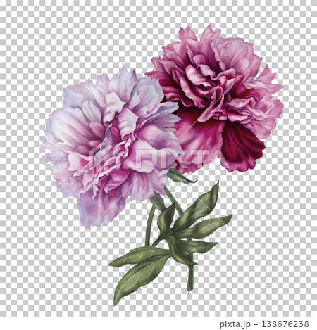 Pink peonies, painted in watercolor, with pastel and rich pink blooms, arranged in an elegant botanical composition. Hand-painted floral illustration for wedding invitation, branding, packaging, decor Pink peonies, painted in watercolor, with pastel and rich pink blooms, arranged in an elegant botanical composition. Hand-painted floral illustration for wedding invitation, branding, packaging, decor 138676238