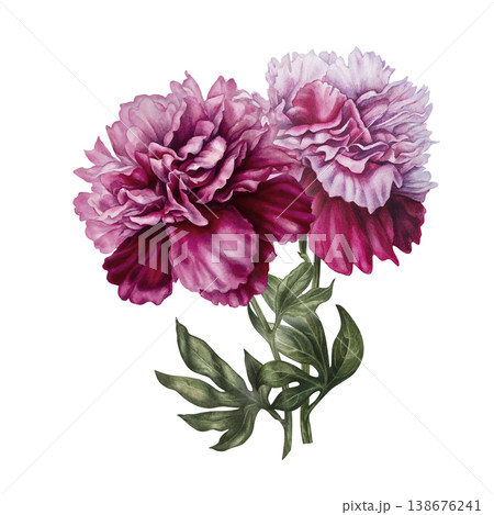 Pink peonies, painted in watercolor, with pastel and rich pink blooms, arranged in an elegant botanical composition. Hand-painted floral illustration for wedding invitation, branding, packaging, decor Pink peonies, painted in watercolor, with pastel and rich pink blooms, arranged in an elegant botanical composition. Hand-painted floral illustration for wedding invitation, branding, packaging, decor 138676241