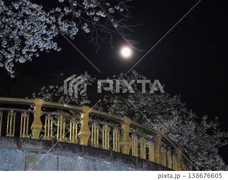 夜桜満開の山崎川からピンクムーンを望む 138676605