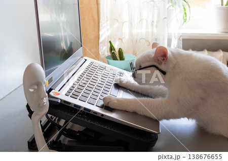 A smart and funny white cat with glasses put its paws on the laptop keyboard 138676655