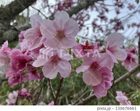 春の日差しを浴びて咲く桜 春の日差しを浴びて咲く桜 138676661