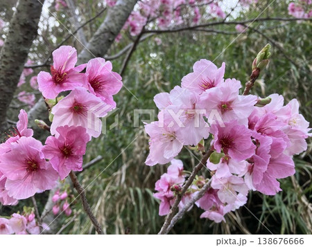 春の日差しを浴びて咲く桜 春の日差しを浴びて咲く桜 138676666