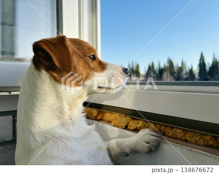 Jack Russell looks outside through the open window and watches carefully. Jack Russell looks outside through the open window and watches carefully. 138676672