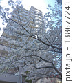 団地に映る満開の桜 138677241