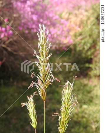 イネ科の多年草「ハルガヤ」の花 138677251