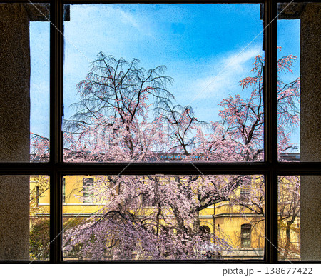 京都府庁旧本館の枝垂れ桜 京都府庁旧本館の枝垂れ桜 138677422