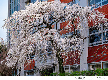 京都、平安女学院の枝垂れ桜 京都、平安女学院の枝垂れ桜 138677427