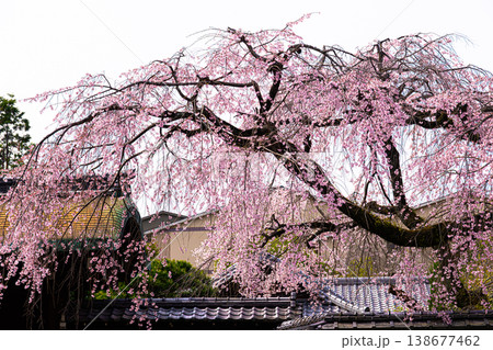 京都、有栖川宮旧邸の枝垂れ桜 138677462