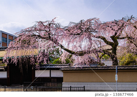 京都、有栖川宮旧邸の枝垂れ桜 京都、有栖川宮旧邸の枝垂れ桜 138677466