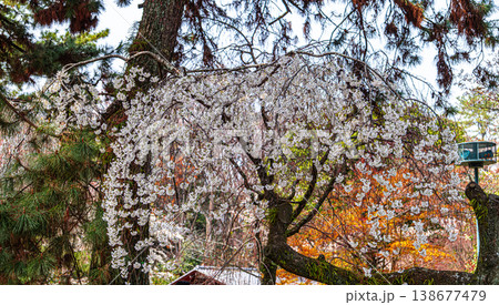 京都御苑、近衞邸跡の枝垂れ桜 138677479