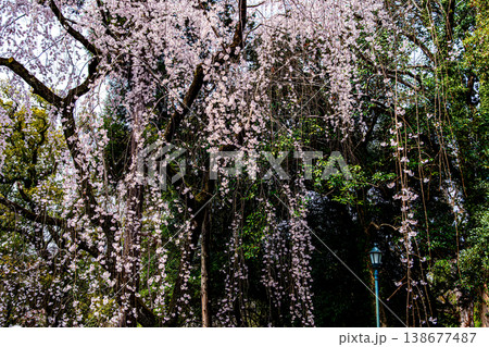 京都御苑、近衞邸跡の枝垂れ桜 138677487