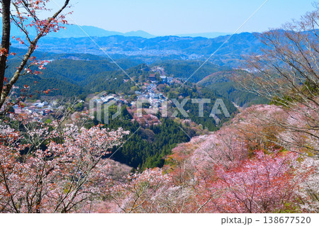 桜景 吉野山 桜景 吉野山 138677520