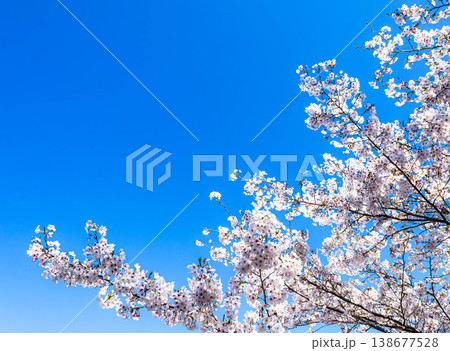 爽やかな春の青空と満開の桜の気持ちの良い風景 爽やかな春の青空と満開の桜の気持ちの良い風景 138677528