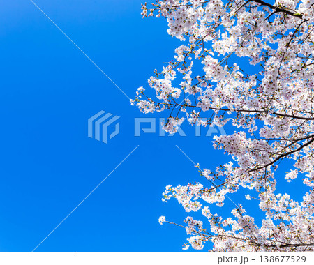 爽やかな春の青空と満開の桜の気持ちの良い風景 138677529