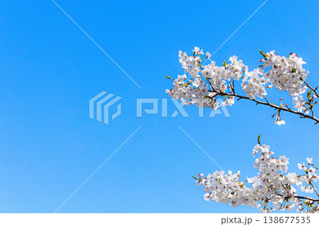爽やかな春の青空と満開の桜の気持ちの良い風景 爽やかな春の青空と満開の桜の気持ちの良い風景 138677535